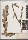 Foto von Salix caprea L. x Salix repens L.